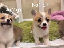 @@Pembroke Welsh Corgi ready to new home @@ - Photo 4