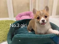 @@Pembroke Welsh Corgi ready to new home @@ - Photo 5