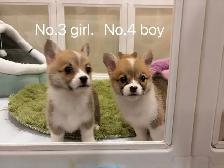 @@Pembroke Welsh Corgi ready to new home @@ - Photo 6