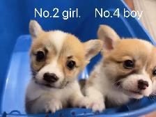@@Pembroke Welsh Corgi ready to new home @@ - Photo 7