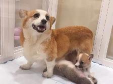 @@Pembroke Welsh Corgi ready to new home @@ - Photo 8