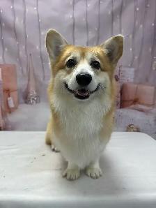 @@Pembroke Welsh Corgi ready to new home @@ - Photo 9