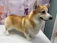 @@Pembroke Welsh Corgi ready to new home @@ - Photo 10