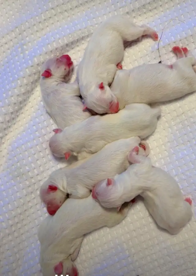 Beautiful Purebred Samoyed Puppies Have Arrived!
