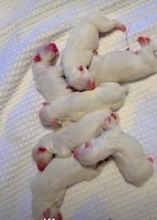 Beautiful Purebred Samoyed Puppies Have Arrived!