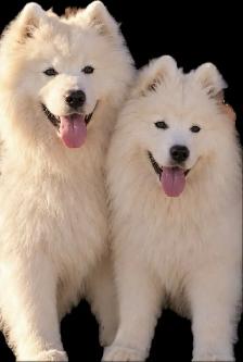 Beautiful Purebred Samoyed Puppies Have Arrived! - Photo 2