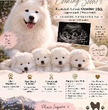 Beautiful Purebred Samoyed Puppies Have Arrived! - Photo 3