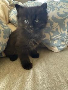 Little Blue Eyed Black Kitten - Photo 2