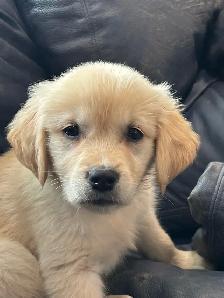 GOLDEN MALE READY TO GO!