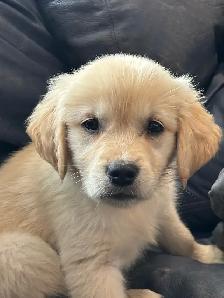 GOLDEN MALE READY TO GO! - Photo 2