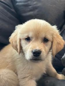 GOLDEN MALE READY TO GO! - Photo 3