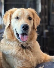 GOLDEN MALE READY TO GO! - Photo 4