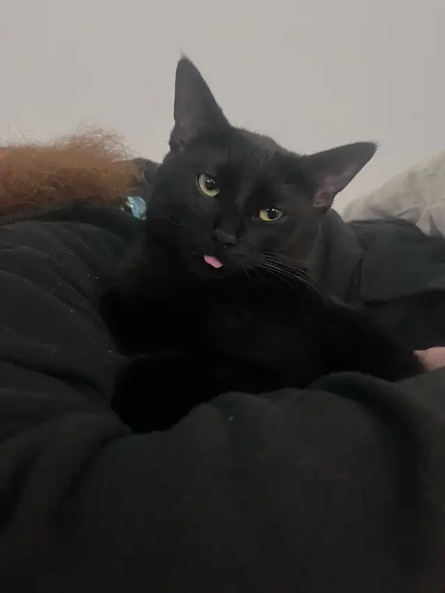 Rehome cat