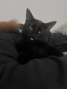 Rehome cat