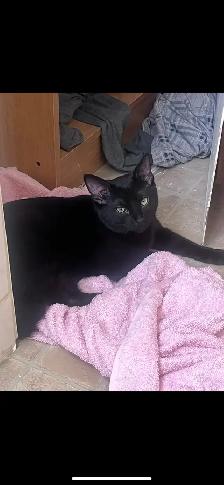 Rehome cat - Photo 2