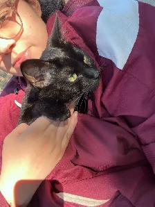 Rehome cat - Photo 3