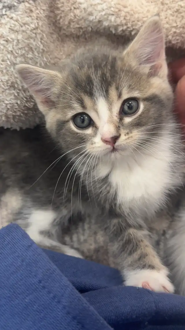 cute kitty