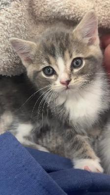 cute kitty
