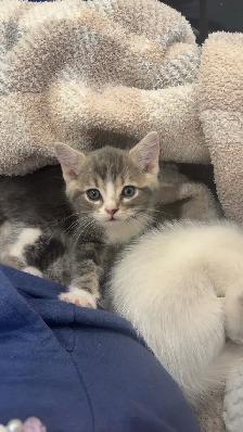 cute kitty - Photo 2