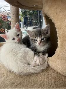 cute kitty - Photo 3