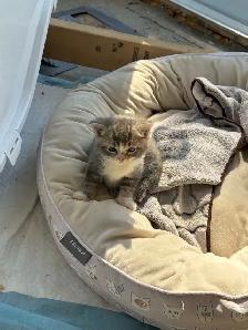 cute kitty - Photo 5