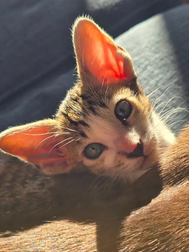 Chatons femelles Orientale