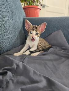 Chatons femelles Orientale - Photo 3