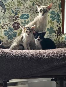 Chatons femelles Orientale - Photo 6
