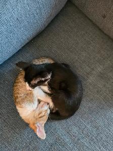Chatons femelles Orientale - Photo 9