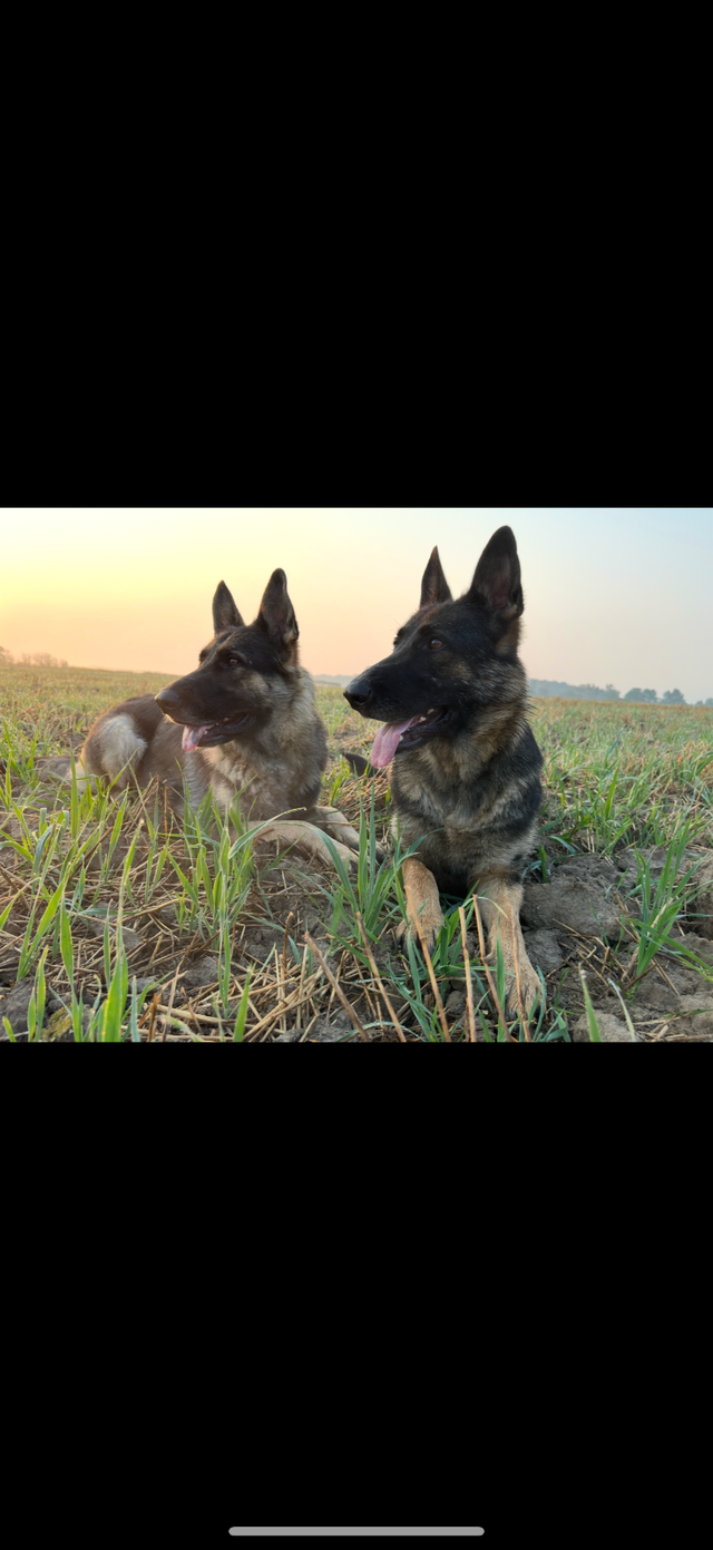 2 German shepherds