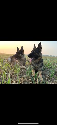 2 German shepherds