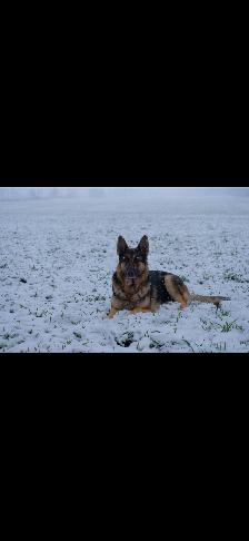 2 German shepherds - Photo 2