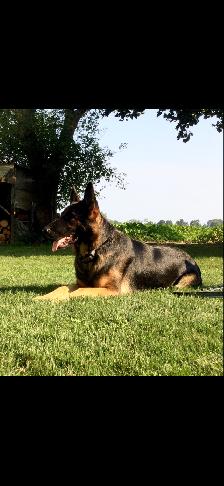 2 German shepherds - Photo 3