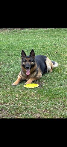 2 German shepherds - Photo 4