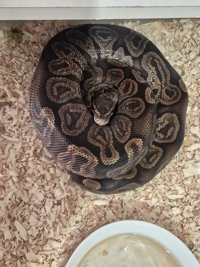 Male GHI Ball python