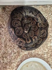 Male GHI Ball python