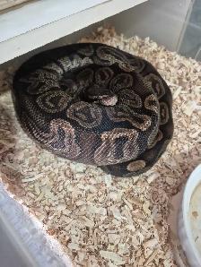 Male GHI Ball python - Photo 2
