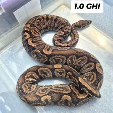 Male GHI Ball python - Photo 3