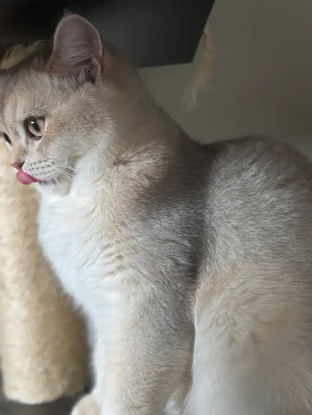 Affectionate British 5 mo.  Nutered Kittens