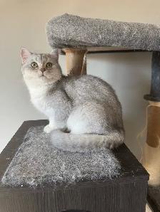 Affectionate British 5 mo.  Nutered Kittens - Photo 2