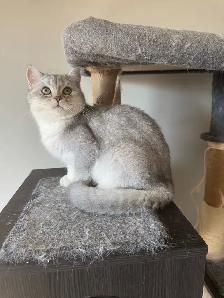Affectionate British 5 mo.  Nutered Kittens - Photo 3