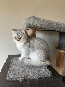 Affectionate British 5 mo.  Nutered Kittens - Photo 4