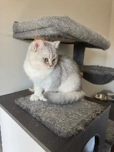 Affectionate British 5 mo.  Nutered Kittens - Photo 7