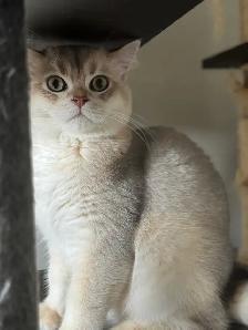 Affectionate British 5 mo.  Nutered Kittens - Photo 8