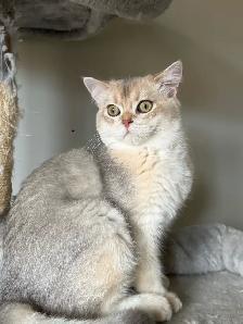 Affectionate British 5 mo.  Nutered Kittens - Photo 9