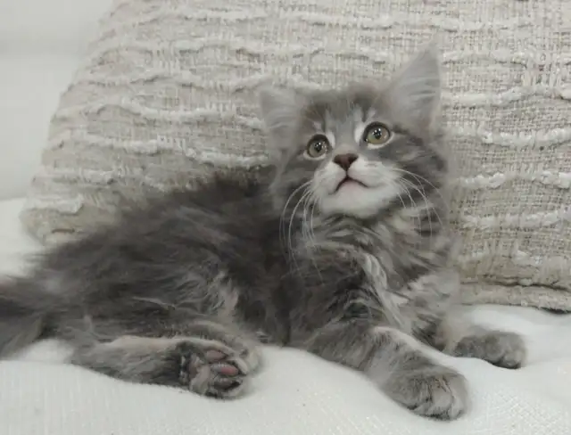 Chaton sibérien hypoallergene