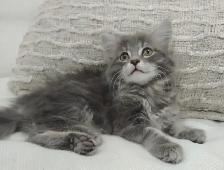 Chaton sibérien hypoallergene