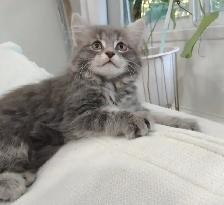 Chaton sibérien hypoallergene - Photo 2