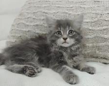 Chaton sibérien hypoallergene - Photo 3