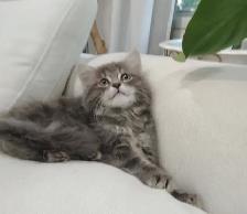 Chaton sibérien hypoallergene - Photo 4